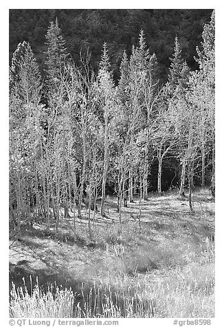 Aspens in fall color. Great Basin National Park (black and white)