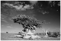 Twisted Bristlecone pine tree with Bonsai shape. Great Basin National Park ( black and white)