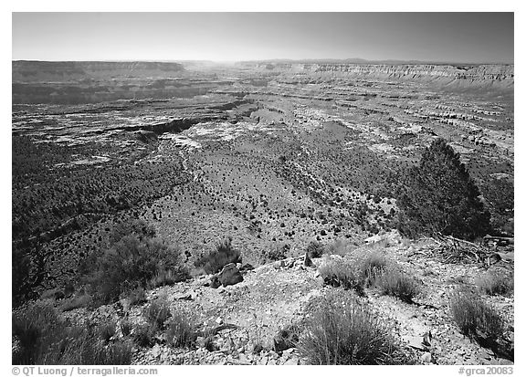 Esplanade from  North Rim, morning. Grand Canyon National Park (black and white)