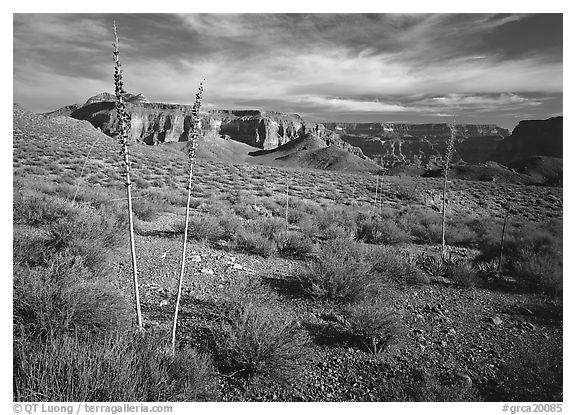Agave flower skeletons in Surprise Valley, late afternoon. Grand Canyon  National Park (black and white)