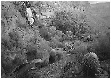 Barrel cacti and Thunder Spring, early morning. Grand Canyon National Park, Arizona, USA. (black and white)