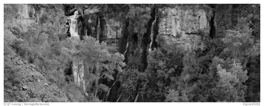 Oasis of trees and Thunder Spring fall. Grand Canyon National Park (black and white)