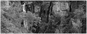 Oasis of trees and Thunder Spring fall. Grand Canyon National Park (Panoramic black and white)