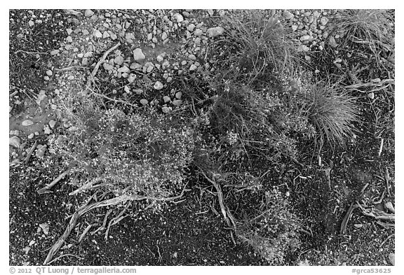 Ground close-up with flowers and gravel. Grand Canyon National Park (black and white)