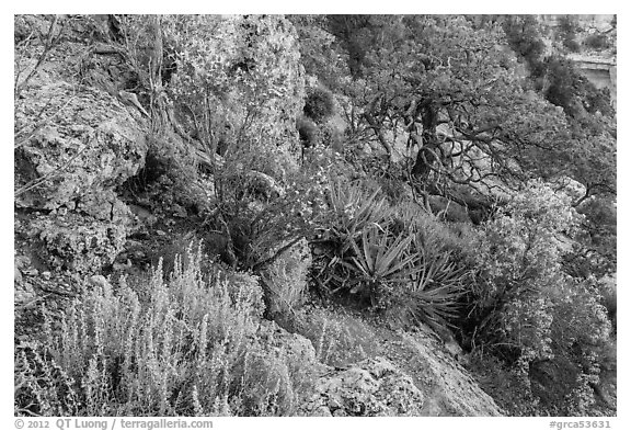 Pinyon pine and juniper zone vegetation zone. Grand Canyon National Park (black and white)
