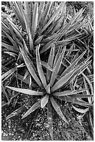 Narrow Leaf Yucca plants. Grand Canyon National Park, Arizona, USA. (black and white)