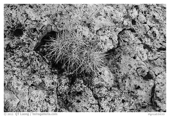 Cactus growing on rock with lichen. Grand Canyon National Park, Arizona, USA.