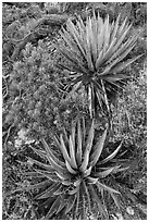 Narrowleaf yuccas and pinyon pine sapling. Grand Canyon National Park ( black and white)