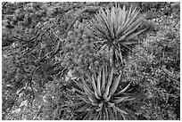 Narrowleaf yuccas and pinyon pine. Grand Canyon National Park, Arizona, USA. (black and white)