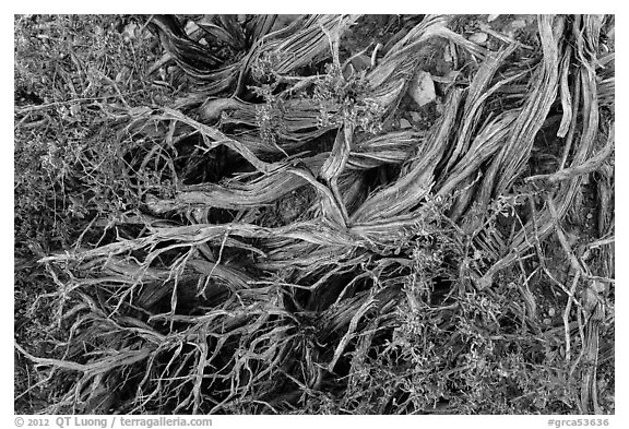 Ground close-up with juniper. Grand Canyon National Park (black and white)