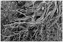Ground close-up with juniper. Grand Canyon National Park ( black and white)