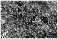 Ground close-up with shrubs and juniper. Grand Canyon National Park ( black and white)