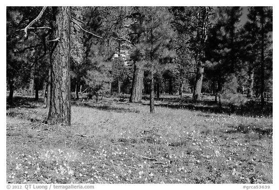 Flowers in Ponderosa pine forest. Grand Canyon National Park (black and white)