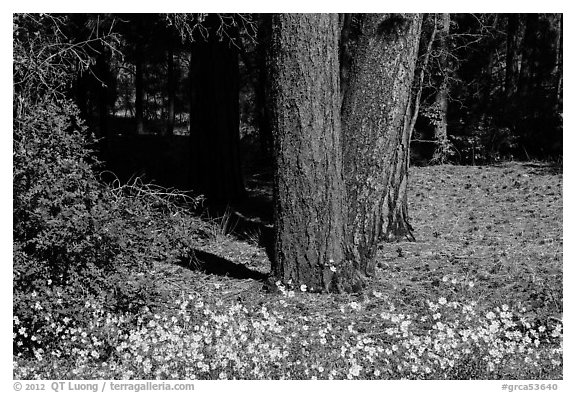 Flowers and Ponderosa pine tree trunks. Grand Canyon National Park (black and white)