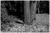 Flowers and Ponderosa pine tree trunks. Grand Canyon National Park ( black and white)
