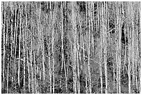 Bare aspen trees on hillside. Grand Canyon National Park ( black and white)