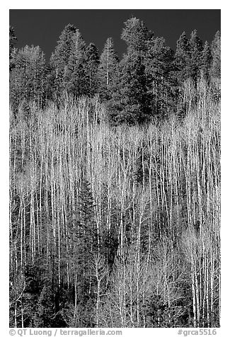 Bare aspen trees mixed with conifers on hillside. Grand Canyon National Park (black and white)