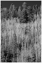 Bare aspen trees mixed with conifers on hillside. Grand Canyon National Park ( black and white)