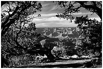 Grand Canyon framed by trees. Grand Canyon National Park, Arizona, USA. (black and white)