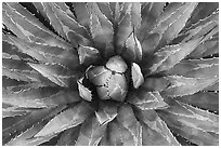 Agave close-up. Grand Canyon National Park ( black and white)