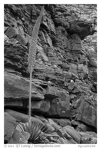 Agave stem in spring and wall of red rocks. Grand Canyon National Park (black and white)