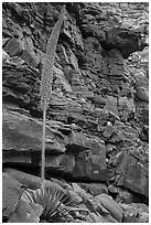Agave stem in spring and wall of red rocks. Grand Canyon National Park ( black and white)