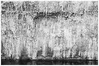 Salt stalagtites on riverside cliff. Grand Canyon National Park ( black and white)