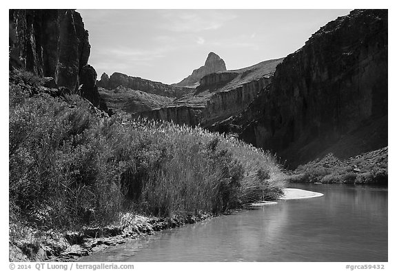 Vegetation thicket on banks of Colorado River. Grand Canyon National Park (black and white)