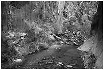 Stream and riparian environment, Clear Creek. Grand Canyon National Park ( black and white)