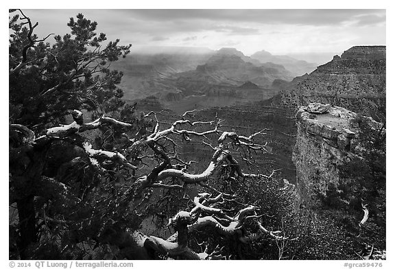 Snow on branches and Grand Canyon with clouds. Grand Canyon National Park (black and white)