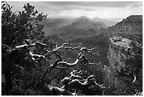 Snow on branches and Grand Canyon with clouds. Grand Canyon National Park ( black and white)