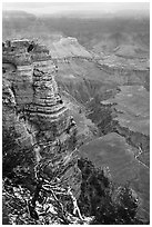 Snow on branches and Mather Point. Grand Canyon National Park ( black and white)