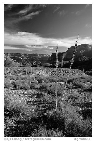 Agave flower skeletons in Surprise Valley, late afternoon. Grand Canyon National Park, Arizona, USA.