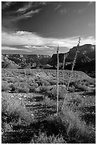 Agave flower skeletons in Surprise Valley, late afternoon. Grand Canyon National Park ( black and white)