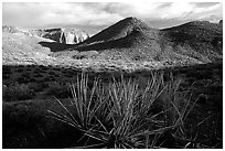 Cacti in Surprise Valley, late afternoon. Grand Canyon National Park, Arizona, USA. (black and white)