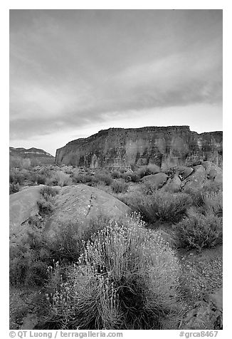 Sage flowers, wall, and cloud, Surprise Valley, sunset. Grand Canyon National Park (black and white)