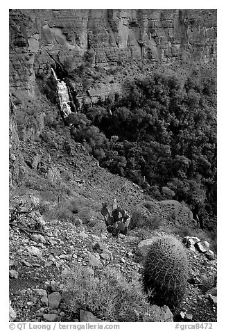 Barrel cactus and Thunder Spring, early morning. Grand Canyon National Park (black and white)