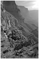 Thunder Spring and Tapeats Creek, morning. Grand Canyon National Park, Arizona, USA. (black and white)