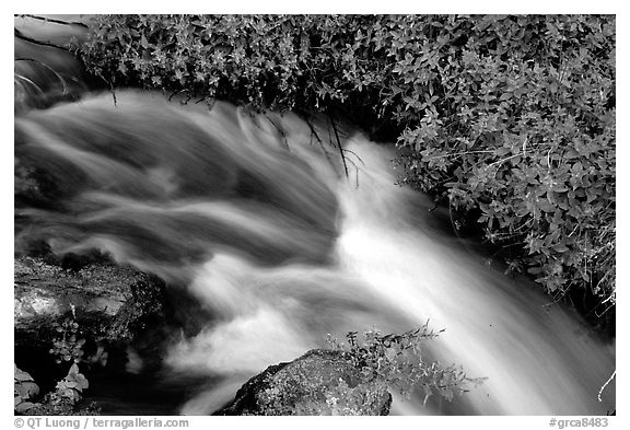 Thunder River stream with red flowers. Grand Canyon National Park (black and white)