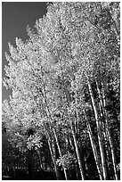 Aspens in autumn. Grand Canyon National Park ( black and white)