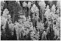 Aspens and evergreens on hillside, North Rim. Grand Canyon National Park ( black and white)