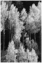 Backlit Aspens with fall foliage on hillside, North Rim. Grand Canyon National Park ( black and white)