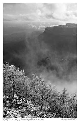 Snowy trees, cliffs, and clearing storm, Park Point, morning. Mesa Verde National Park (black and white)