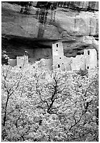 Trees with spring leaves and Cliff Palace, morning. Mesa Verde National Park, Colorado, USA. (black and white)