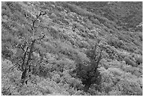 Trees and slope covered with fall colors. Mesa Verde National Park, Colorado, USA. (black and white)
