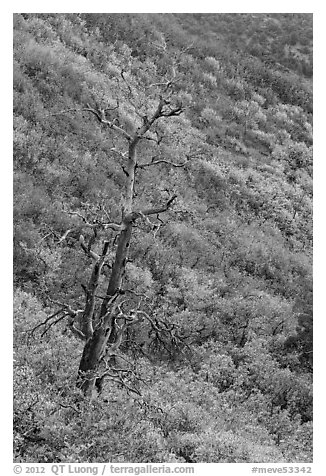 Tree skeleton and slope with shrubs in the fall. Mesa Verde National Park (black and white)