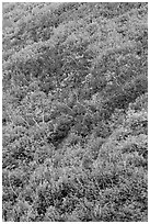 Burned slope with shrub-steppe plants in fall colors. Mesa Verde National Park, Colorado, USA. (black and white)