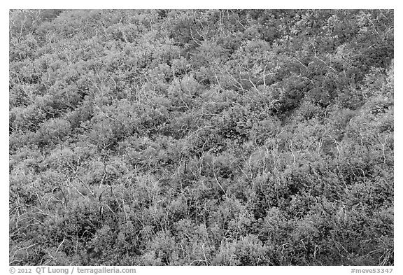 Burned area with shrubs in autumn colors. Mesa Verde National Park (black and white)