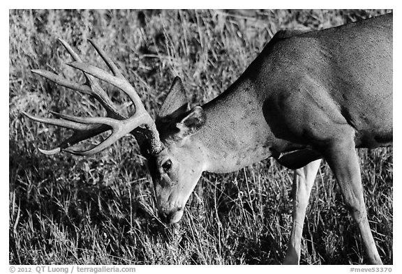 Deer grazing. Mesa Verde National Park (black and white)