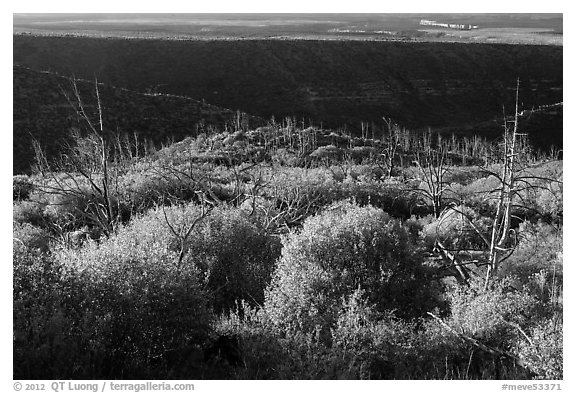 Trees, shrubs, and cliff shadow, early morning. Mesa Verde National Park (black and white)